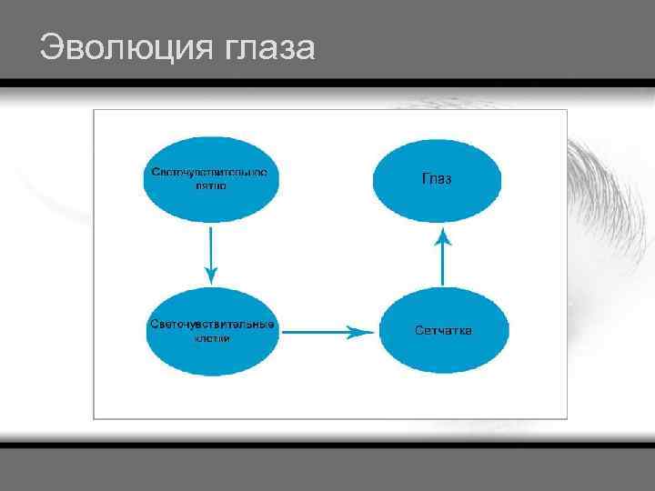 Эволюция глаза 