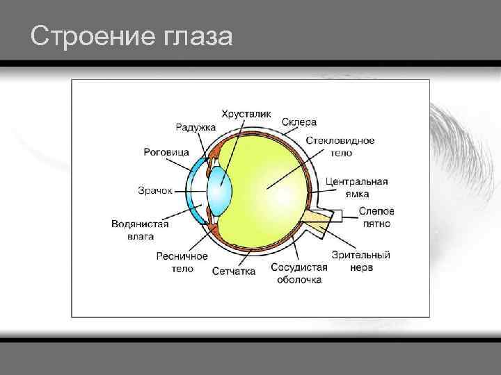 Строение глаза 