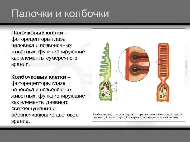 Палочки и колбочки Палочковые клетки – фоторецепторы глаза человека и позвоночных животных, функционирующие как