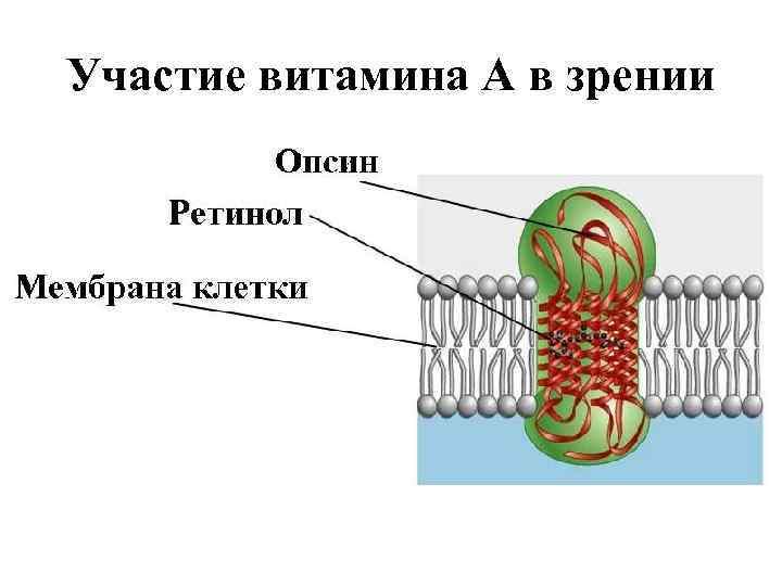 Участие витамина А в зрении 