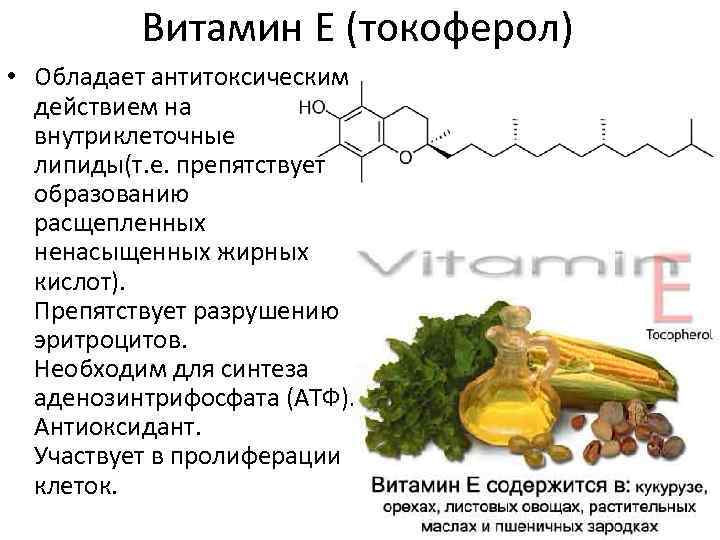 Витамин Е (токоферол) • Обладает антитоксическим действием на внутриклеточные липиды(т. е. препятствует образованию расщепленных