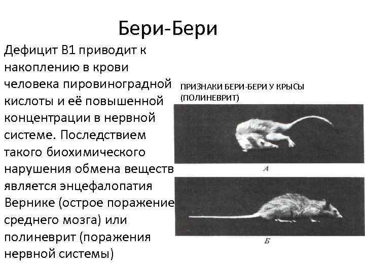 Бери бери растение. Признаки болезни бери бери.