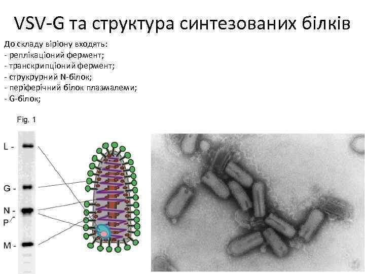 VSV-G та структура синтезованих білків До складу віріону входять: - реплікаціоний фермент; - транскрипціоний