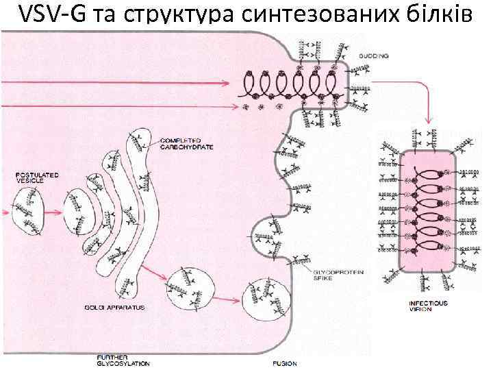 VSV-G та структура синтезованих білків 