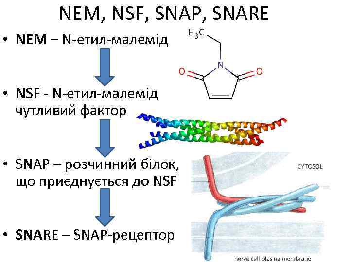 NEM, NSF, SNAP, SNARE • NEM – N-етил-малемід • NSF - N-етил-малемід чутливий фактор