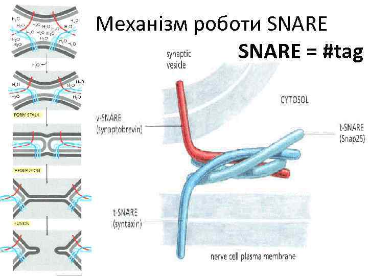 Механізм роботи SNARE = #tag 