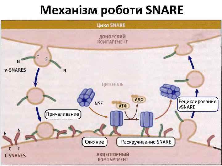 Механізм роботи SNARE 