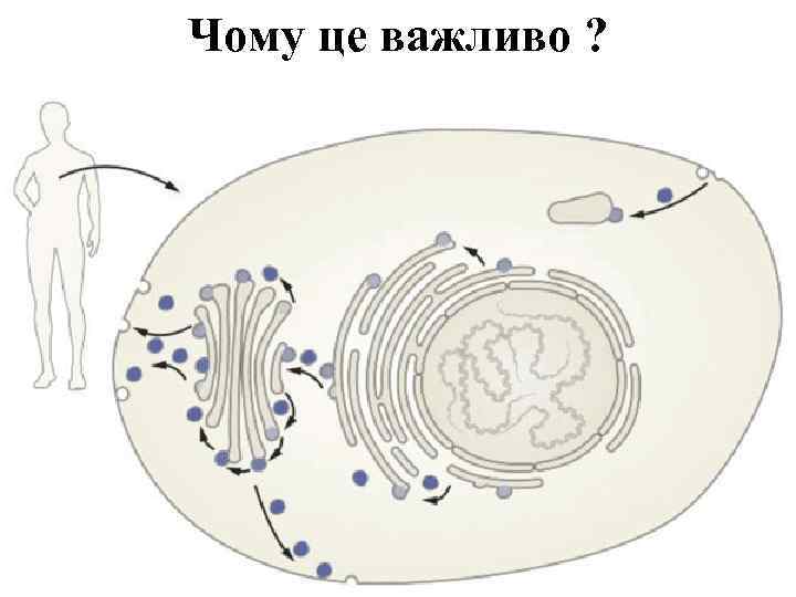 Чому це важливо ? 