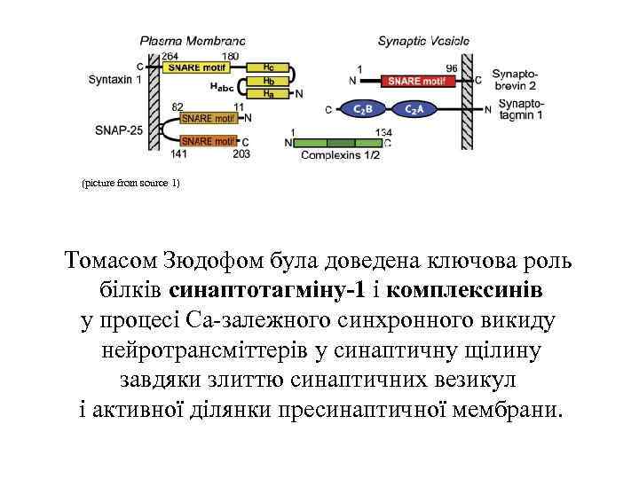 (picture from source 1) Томасом Зюдофом була доведена ключова роль білків синаптотагміну-1 і комплексинів