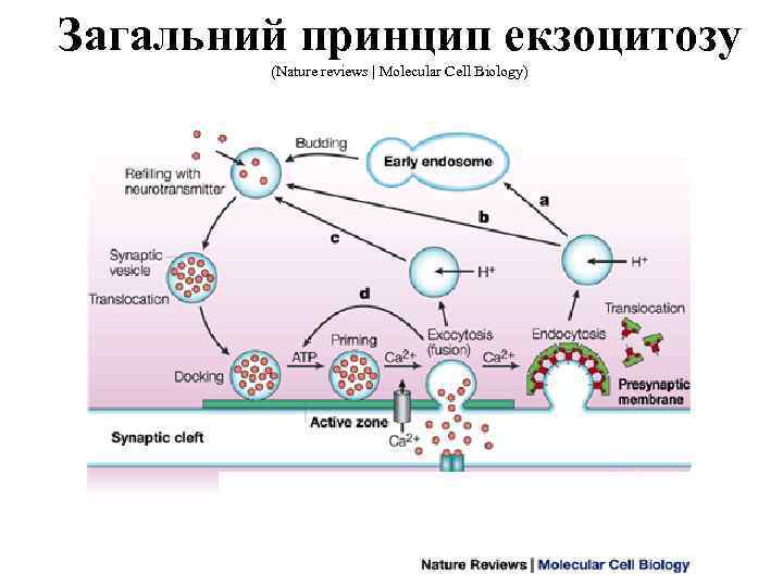 Загальний принцип екзоцитозу (Nature reviews | Molecular Cell Biology) 