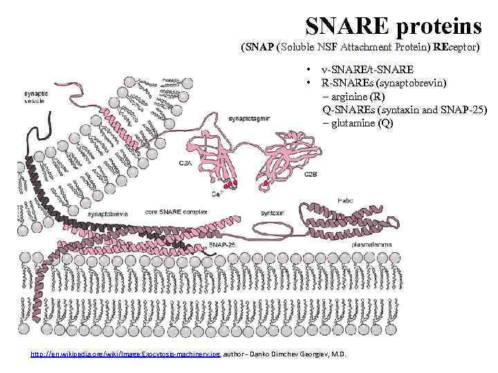 SNARE proteins (SNAP (Soluble NSF Attachment Protein) REceptor) • v-SNARE/t-SNARE • R-SNAREs (synaptobrevin) –