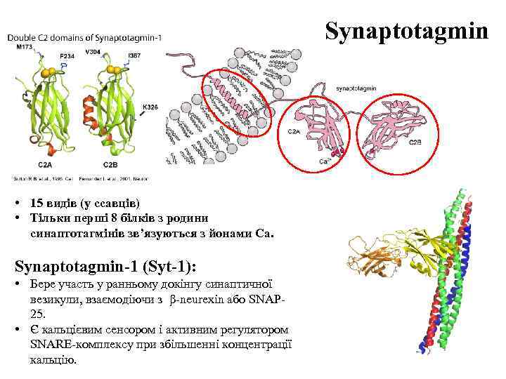 Synaptotagmin C 2 A C 2 B • 15 видів (у ссавців) • Тільки