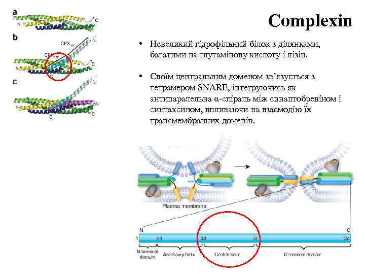 Complexin • Невеликий гідрофільний білок з ділянками, багатими на глутамінову кислоту і лізін. •