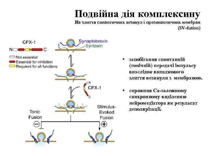 Подвійна дія комплексину На злиття синаптичних везикул і пресинаптичних мембран (SV-fusion) • запобігання спонтанній