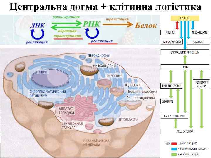 Центральна догма + клітинна логістика 