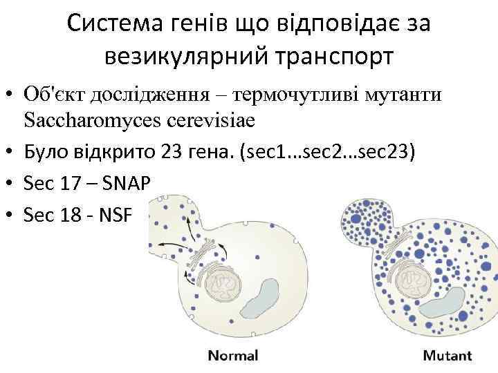 Система генів що відповідає за везикулярний транспорт • Об'єкт дослідження – термочутливі мутанти Saccharomyces