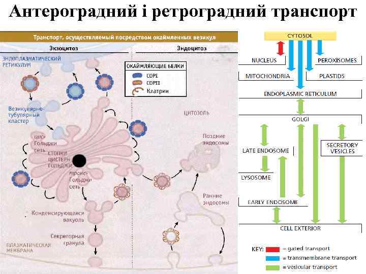 Антероградний і ретроградний транспорт 