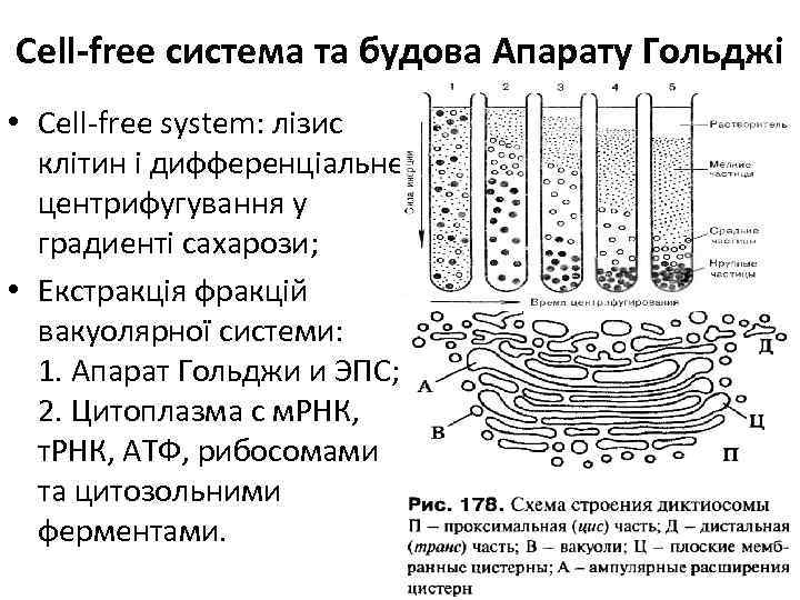 Cell-free система та будова Апарату Гольджі • Сell-free system: лізис клітин і дифференціальне центрифугування