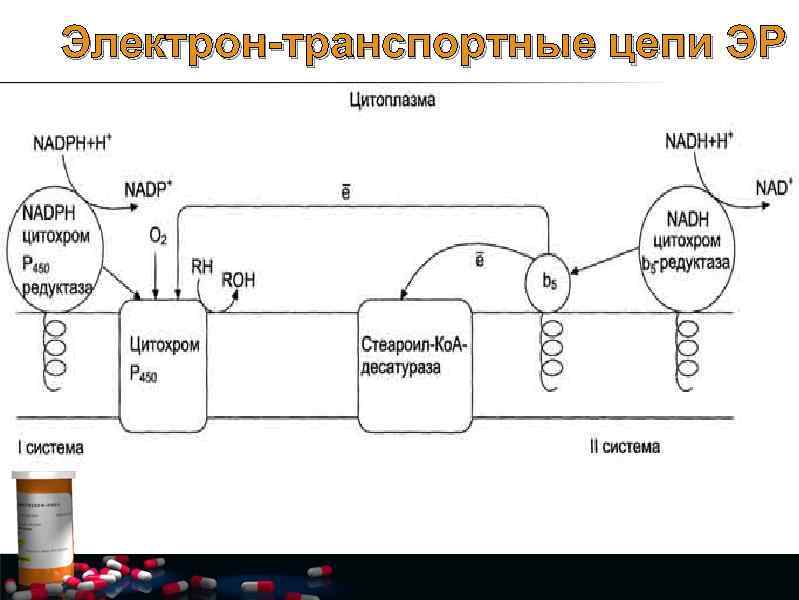Электрон-транспортные цепи ЭР 