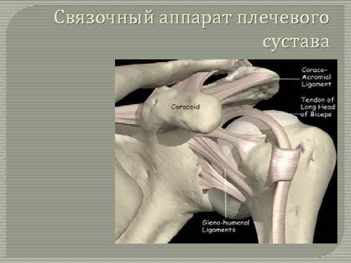 Плечевой сустав представляет собой. Кости и связочный аппарат плечевого сустава. Капсульно связочный аппарат плеча. Плечевой сустав связочный аппарат патологии. Суставно-связочные аппарат плечевого сустава.