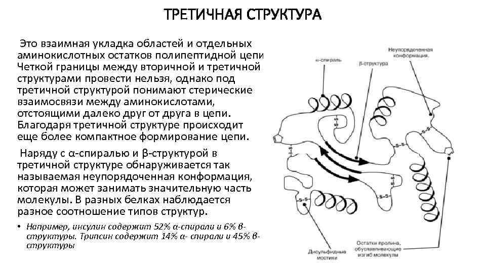 ТРЕТИЧНАЯ СТРУКТУРА Это взаимная укладка областей и отдельных аминокислотных остатков полипептидной цепи. Четкой границы