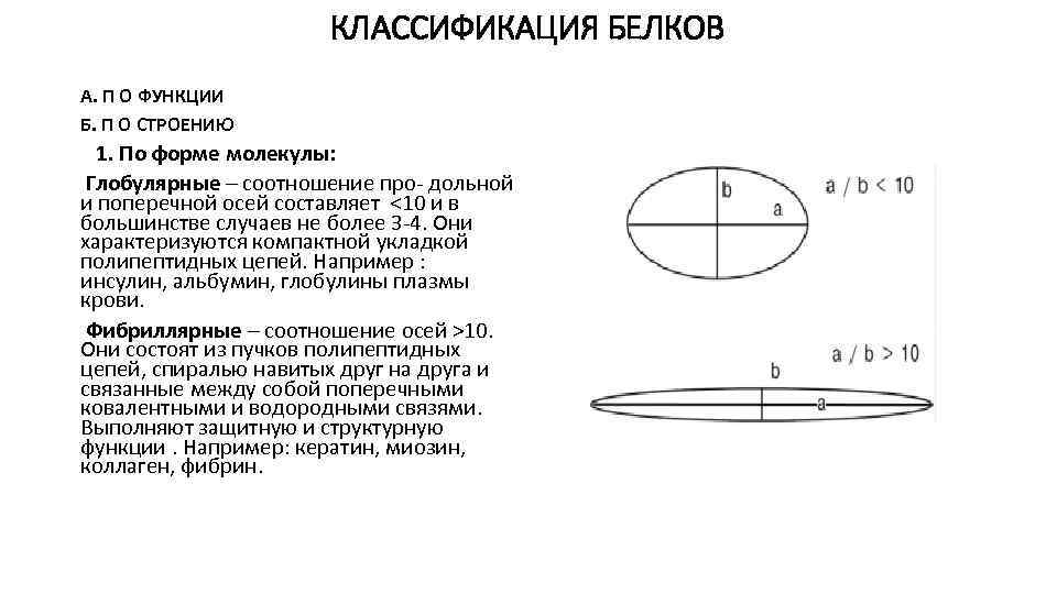 КЛАССИФИКАЦИЯ БЕЛКОВ А. П О ФУНКЦИИ Б. П О СТРОЕНИЮ 1. По форме молекулы: