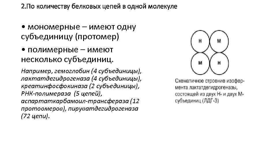 2. По количеству белковых цепей в одной молекуле • мономерные – имеют одну субъединицу