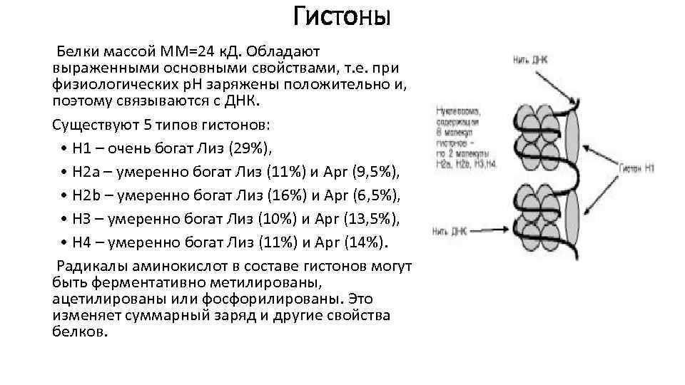 Гистоны Белки массой ММ=24 к. Д. Обладают выраженными основными свойствами, т. е. при физиологических