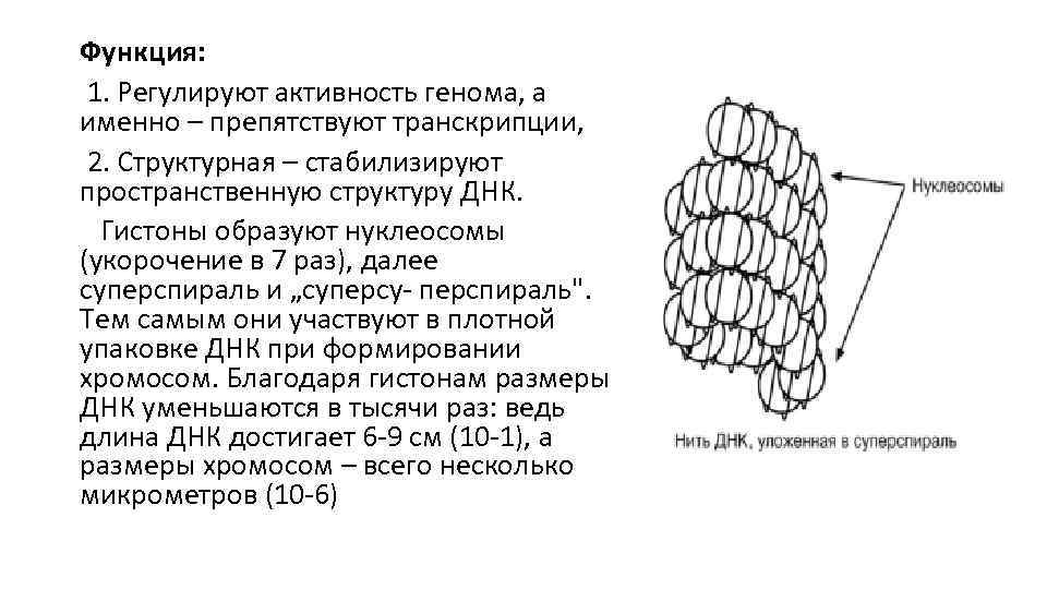 Функция: 1. Регулируют активность генома, а именно – препятствуют транскрипции, 2. Структурная – стабилизируют