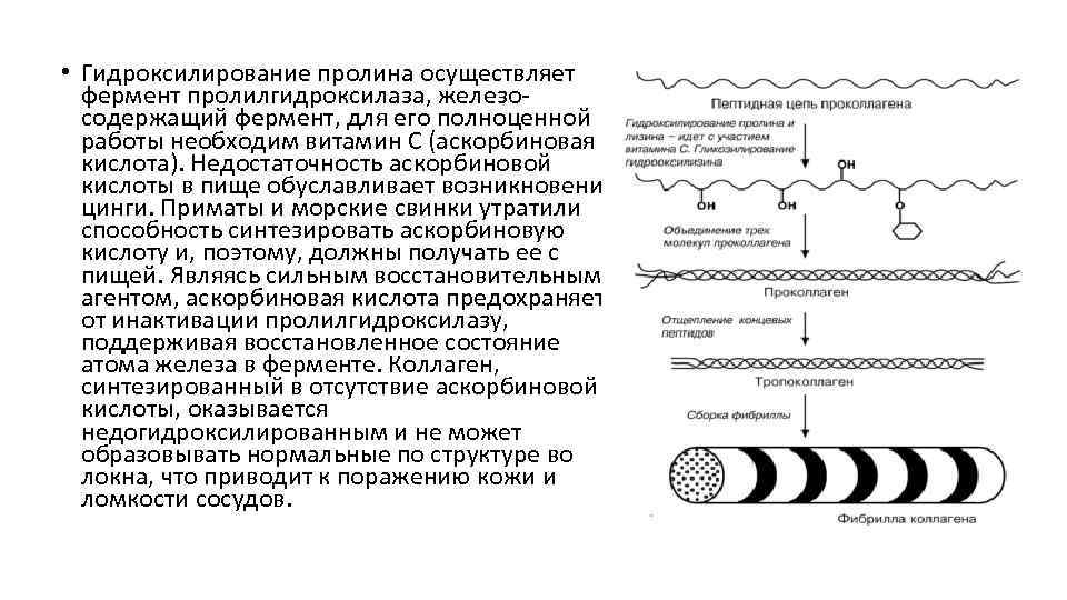  • Гидроксилирование пролина осуществляет фермент пролилгидроксилаза, железосодержащий фермент, для его полноценной работы необходим