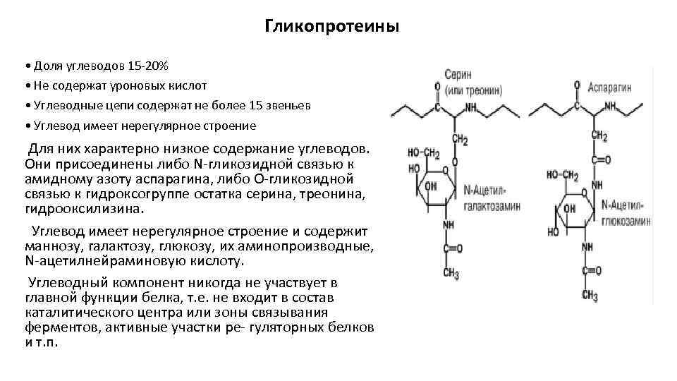 Гликопротеины • Доля углеводов 15 -20% • Не содержат уроновых кислот • Углеводные цепи