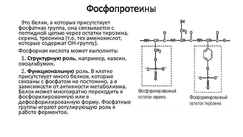 Фосфопротеины Это белки, в которых присутствует фосфатная группа, она связывается с пептидной цепью через