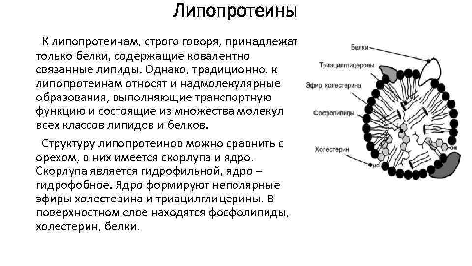 Липопротеины К липопротеинам, строго говоря, принадлежат только белки, содержащие ковалентно связанные липиды. Однако, традиционно,