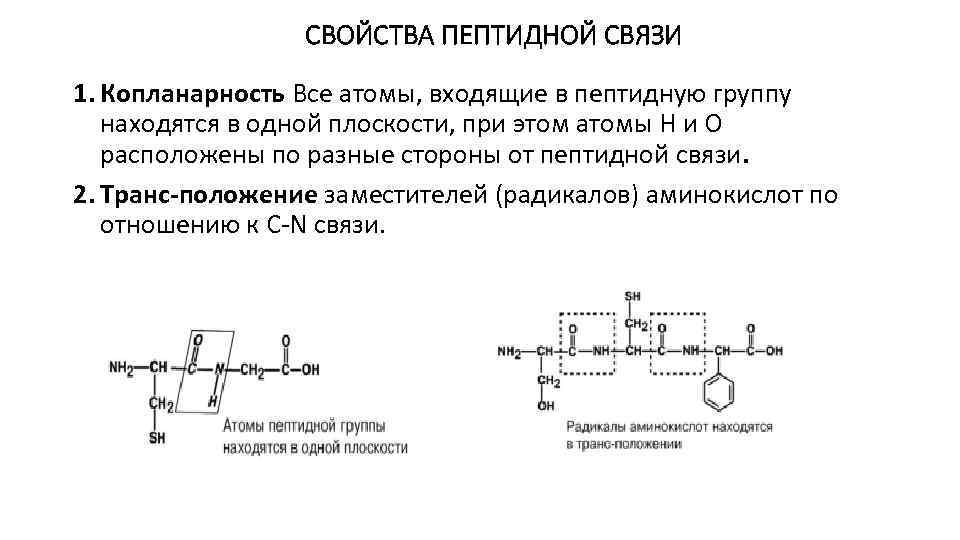 СВОЙСТВА ПЕПТИДНОЙ СВЯЗИ 1. Копланарность Все атомы, входящие в пептидную группу находятся в одной