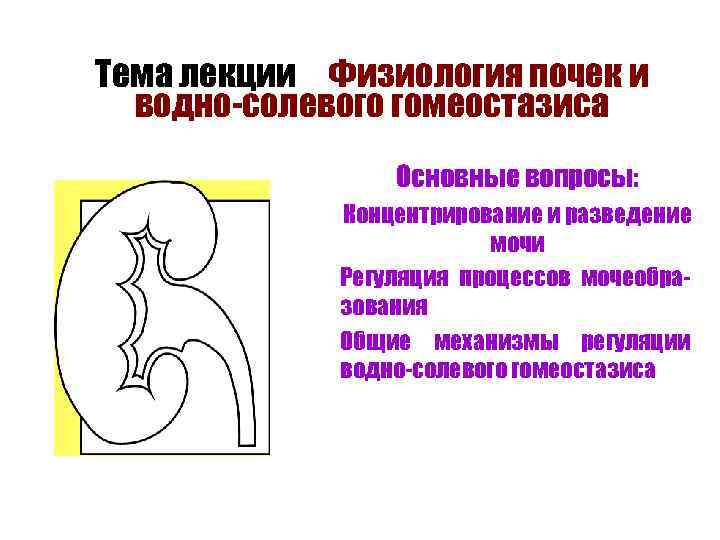 Тема лекции Физиология почек и водно-солевого гомеостазиса n n Основные вопросы: Концентрирование и разведение
