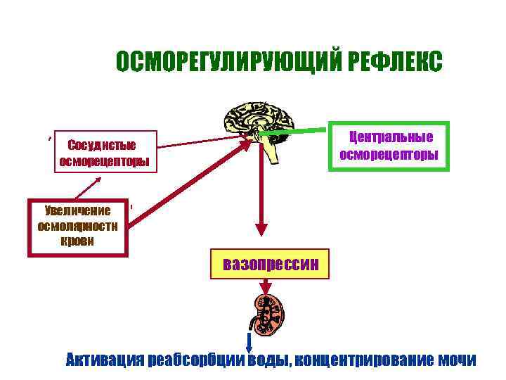 ОСМОРЕГУЛИРУЮЩИЙ РЕФЛЕКС Центральные осморецепторы Сосудистые осморецепторы Увеличение осмолярности крови n n вазопрессин Активация реабсорбции