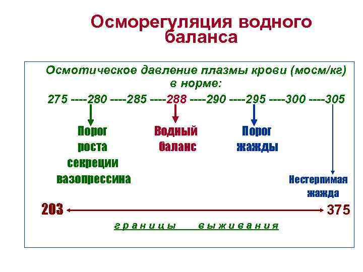 Осморегуляция водного баланса n n n Осмотическое давление плазмы крови (мосм/кг) в норме: 275