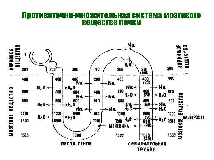 Противоточно-множительная система мозгового вещества почки 