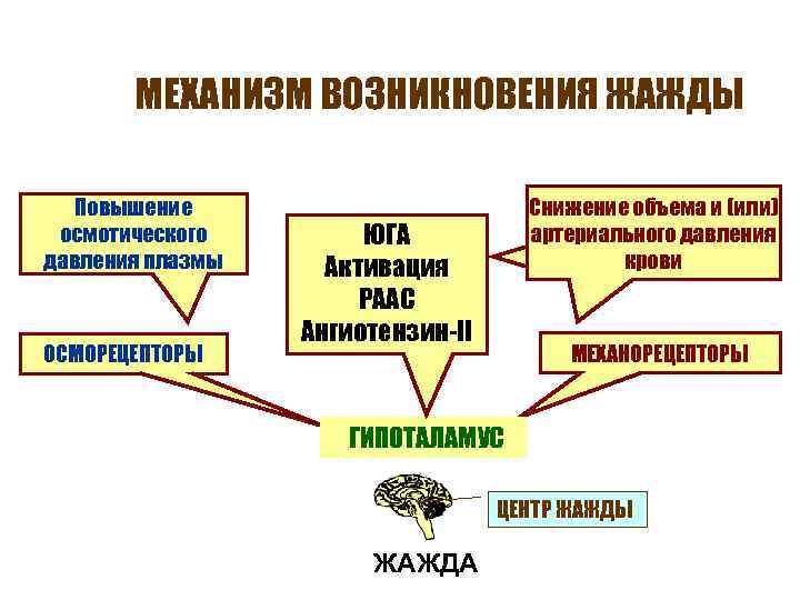 МЕХАНИЗМ ВОЗНИКНОВЕНИЯ ЖАЖДЫ Повышение осмотического давления плазмы ОСМОРЕЦЕПТОРЫ Снижение объема и (или) артериального давления