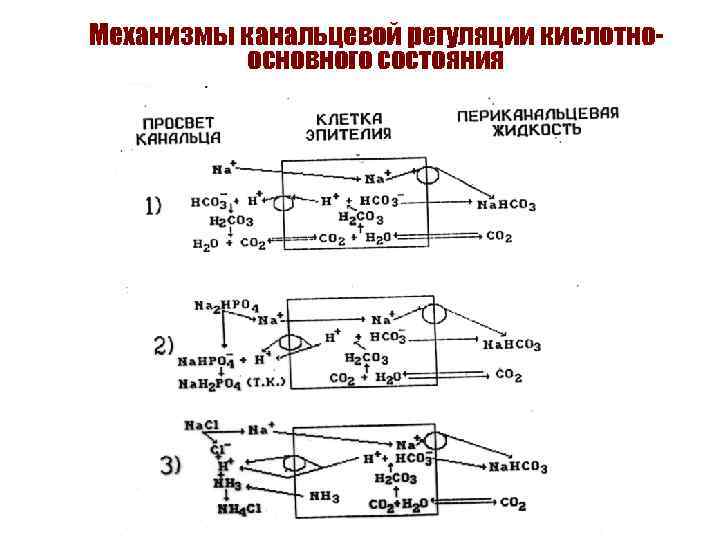 Механизмы канальцевой регуляции кислотноосновного состояния 