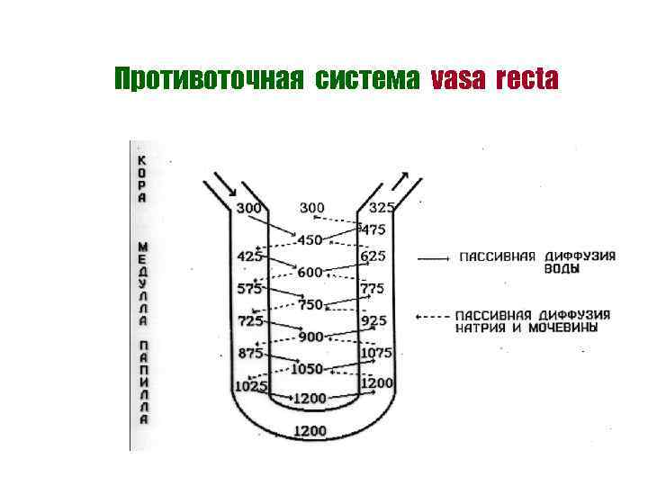 Противоточная система vasa recta 
