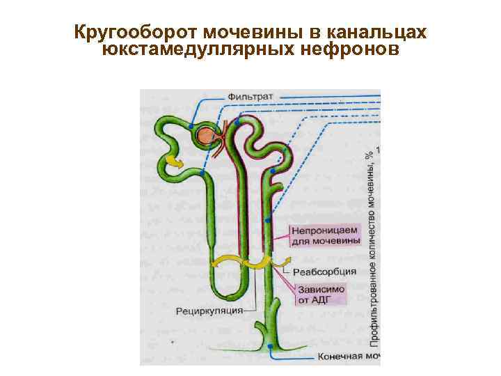 Кругооборот мочевины в канальцах юкстамедуллярных нефронов 