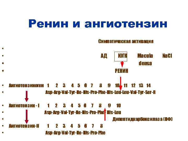 Ренин и ангиотензин • Симпатическая активация • АД • • • ЮГК Macula densa