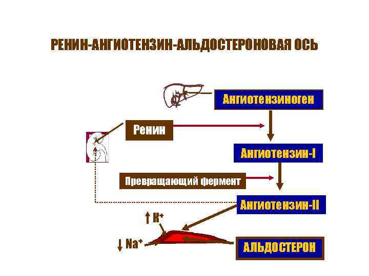 РЕНИН-АНГИОТЕНЗИН-АЛЬДОСТЕРОНОВАЯ ОСЬ Ангиотензиноген Ренин Ангиотензин-I Превращающий фермент К+ Na+ Ангиотензин-II АЛЬДОСТЕРОН 