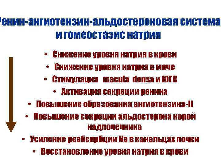 Ренин-ангиотензин-альдостероновая система и гомеостазис натрия • Снижение уровня натрия в крови • Снижение уровня