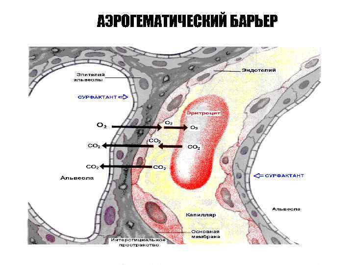 АЭРОГЕМАТИЧЕСКИЙ БАРЬЕР 