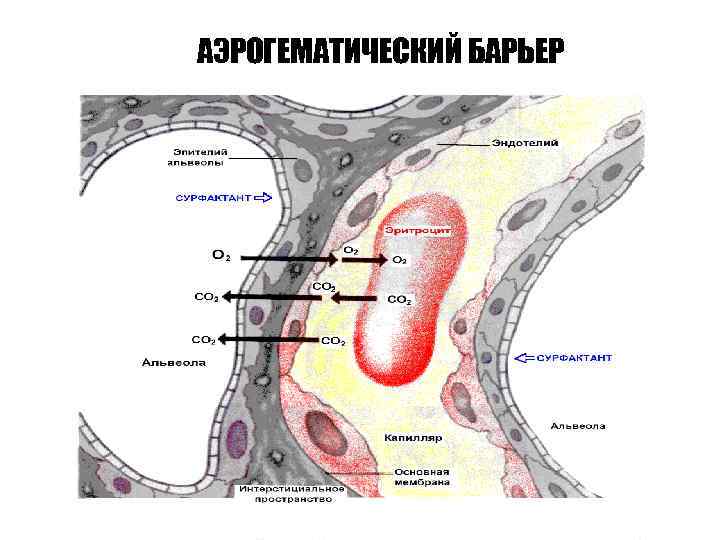 АЭРОГЕМАТИЧЕСКИЙ БАРЬЕР 