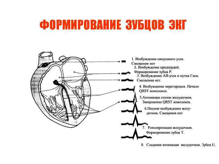 ФОРМИРОВАНИЕ ЗУБЦОВ ЭКГ 