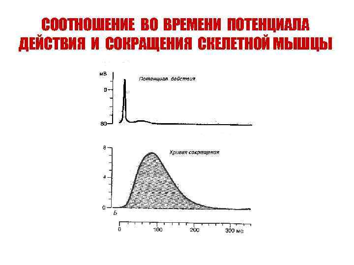 СООТНОШЕНИЕ ВО ВРЕМЕНИ ПОТЕНЦИАЛА ДЕЙСТВИЯ И СОКРАЩЕНИЯ СКЕЛЕТНОЙ МЫШЦЫ 