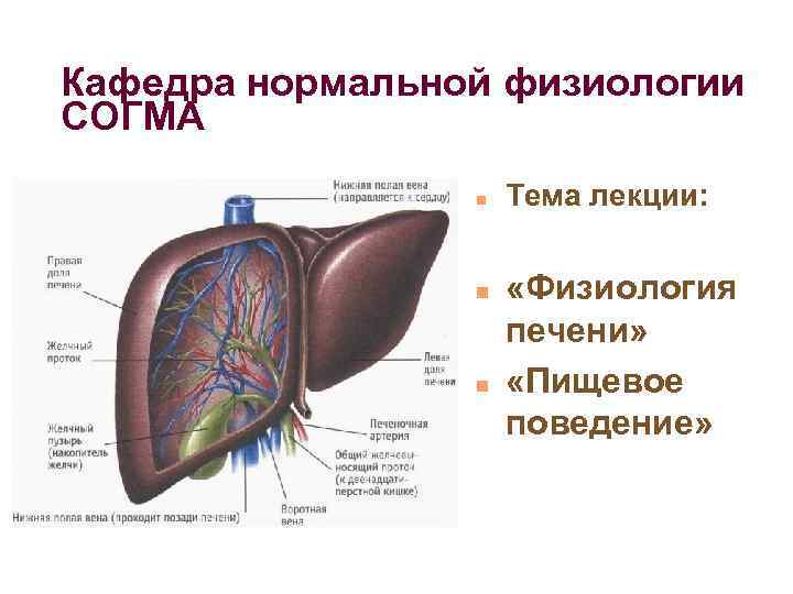 Кафедра нормальной физиологии СОГМА n n n Тема лекции: «Физиология печени» «Пищевое поведение» 